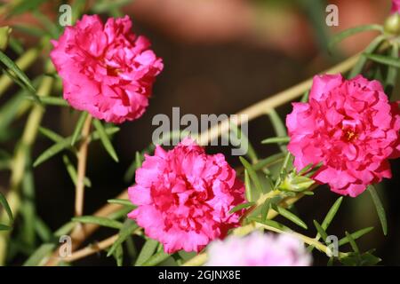 Beautiful pink Portulaca or Moss Rose flower in a garden Stock Photo