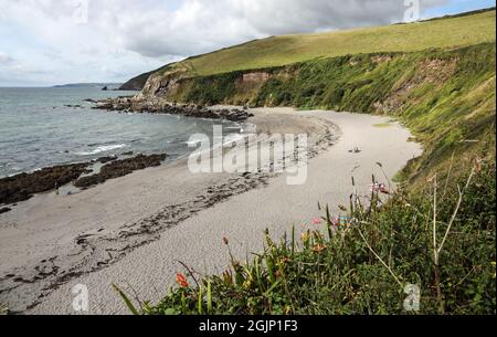 Clifftop plants look over Hoodny Cove beach at Portwrinkle on the Rame Peninsula in Cornwall towards the end of summer, relatively deserted in early S Stock Photo