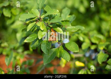 A butterfly sits on plum leaves. Summer plant with insect. Simple background nature in the summer. Stock Photo