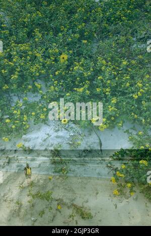 Creative double exposed image on the beach with yellow flowers and one person walking. Stock Photo