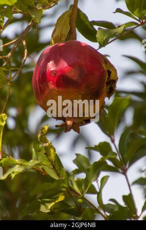 Red ripe pomegranates grow on pomegranate tree in garden. Punica granatum fruits, closeup. Stock Photo