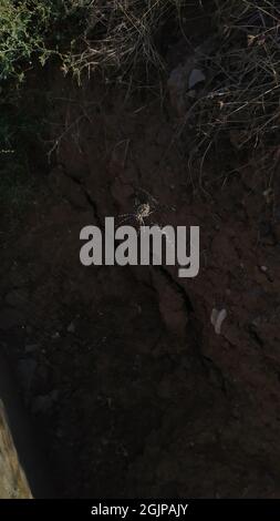 a large steppe spider on a web waiting for a victim Stock Photo