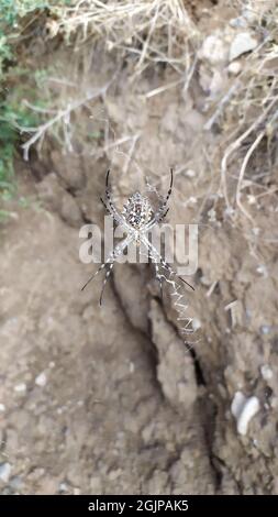 a large steppe spider on a web waiting for a victim Stock Photo