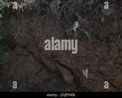 a large steppe spider on a web waiting for a victim Stock Photo