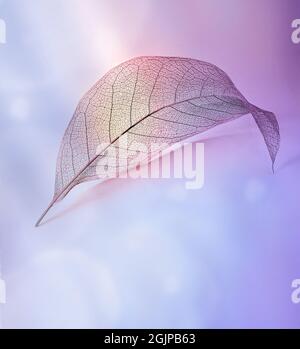 Skeleton leaf on purple background, close up, copy space. Stock Photo