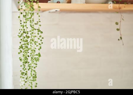 Selective attention is paid to flowers in pots. The flower is on a wooden shelf. Beautiful kitchen interior, decor. High quality photo Stock Photo