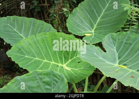 Light yam leave surrounded by green yam leaves Stock Photo