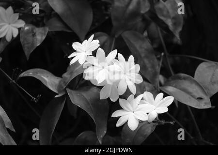 Monochrome image of blooming flowers Stock Photo