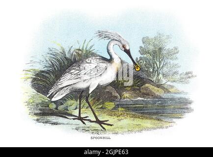 The Eurasian spoonbill, Platalea leucorodia, or common spoonbill, is a wading bird of the ibis and spoonbill family Threskiornithidae. Stock Photo