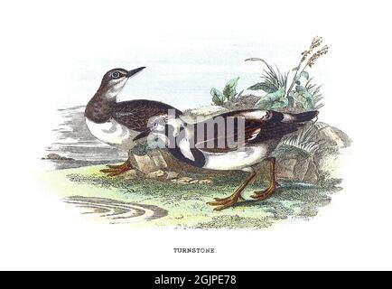 Ruddy turnstone, Arenaria interpres, is a small wading bird, one of two species of turnstone in the genus Arenaria. Stock Photo