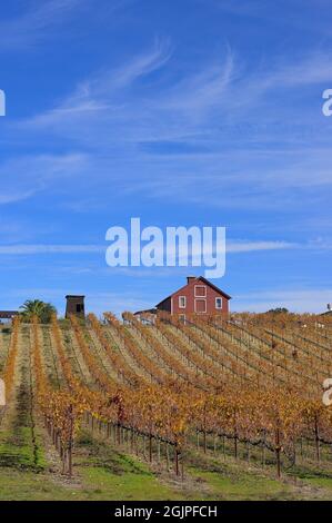 The Teldeschi vineyards and a red barn at the Family Wineries Tasting Room - Beautiful fall scenery at the Dry Creek AVA, Healdsburg (Sonoma) CA Stock Photo