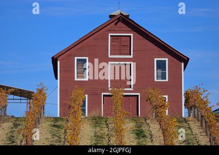 The Teldeschi vineyards and a red barn at the Family Wineries Tasting Room - Beautiful fall scenery at the Dry Creek AVA, Healdsburg (Sonoma) CA Stock Photo