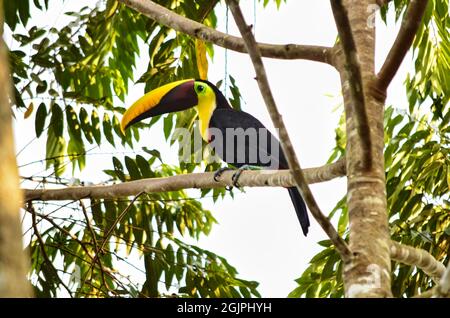 Toucan sitting on the branch in the forest, green vegetation at Costa Rica Nature reserve Stock Photo