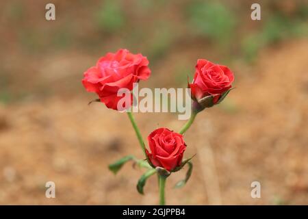 Three roses blooming in red Stock Photo