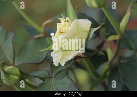 Partial bloomed rose eaten by insects Stock Photo