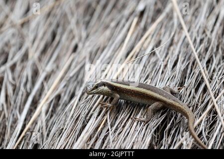 An Algerian sand racer sits on a thatched roof and looks into the camera. Stock Photo
