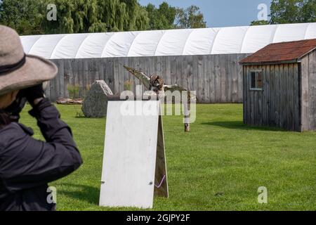 LONDON, CANADA - Aug 07, 2021: A male taking pictures of great horned owl hovering near a wooden house and want to perch on a stand in the garden Stock Photo