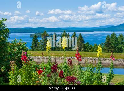 Yellow and red snapdragon flowers (Antirrhinum majus) in front of a scenic view of Rangeley Lake with forested shorelines, and distant mountain ridges Stock Photo