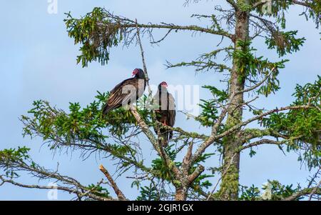 Two eastern turkey vulture (Cathartes aura septentrionalis) roosting on ...