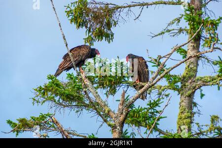 Two eastern turkey vulture (Cathartes aura septentrionalis) roosting on ...