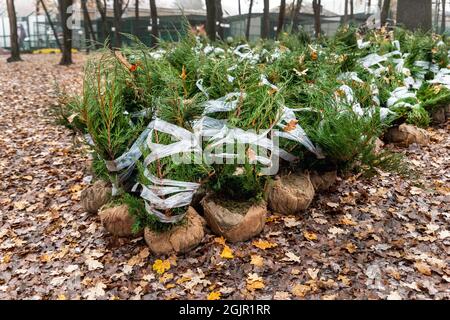 Row of many thuja or cedar wrapped tree aaplings delivering from plant nursery and seedlings for gardening city park or house garden. Lanscaping Stock Photo