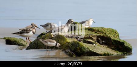 Sanderlings (calidris alba) and a Least Sandpiper (calidris minutilla)hunt for food on the beach at Carpinteria, California, USA Stock Photo