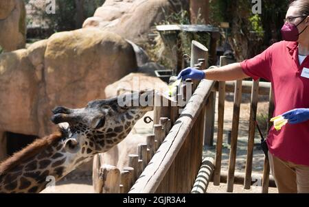 A Masai giraffe (Giraffa tippelskirchii or maasai giraffe) is fed by a zookeeper at the Santa Barbara Zoo, Santa Barbara, California, USA Stock Photo