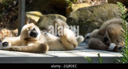 Two white-handed gibbons (Hylobates lar or lar gibbons) at the Santa Barbara Zoo in Santa Barbara, California, USA Stock Photo