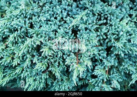 Texture of juniperus squamata blue star. Blue carpet juniper plant or Himalayan juniper. Christmas background. Selective focus  Stock Photo