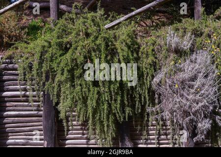 Plants of prostrate rosemary (Rosmarinus officinalis) and Italian strawflower (Helichrysum italicum) falling from a wooden palisade in summer, Tuscany Stock Photo