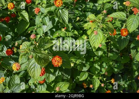 Close-up of a blooming plant of lantana (Viburnum lantana) with orange-yellow flowers in summer Stock Photo