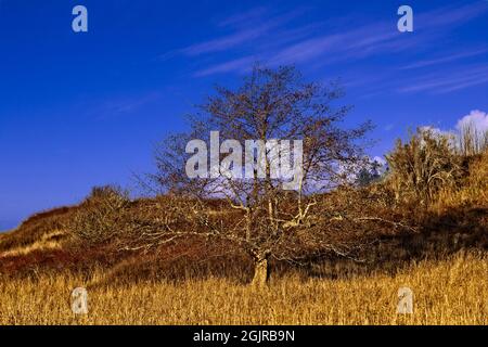 Tree Against A Slope - A lone tree on a winter's day in the Clallam County Part near the Dungeness Spit. Stock Photo