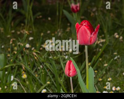 pink tulips on green background Stock Photo