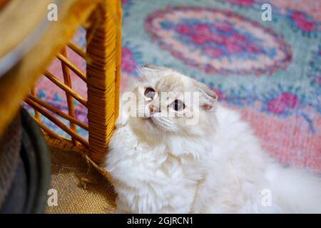 White Semi Long Hair Irish Fold Cat Sitting on Carpet and Looking Up Stock Photo