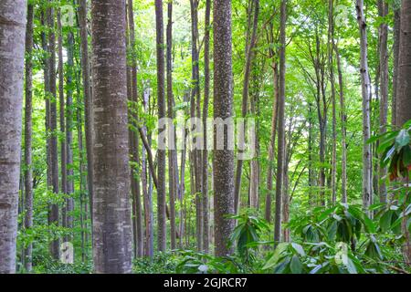 Inside Forest with Long Green Trees Stock Photo