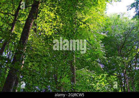 Inside Forest with Long Green Trees Stock Photo