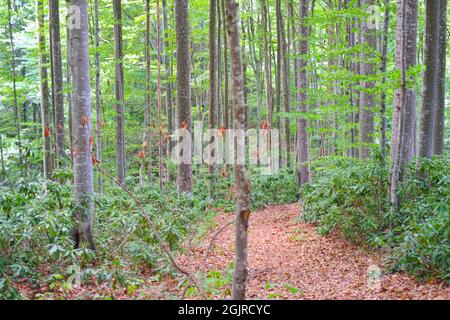 Inside Forest with Long Green Trees Stock Photo