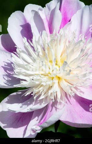 Pink white flower Peony Paeonia lactiflora Peony 'English Princess' Stock Photo