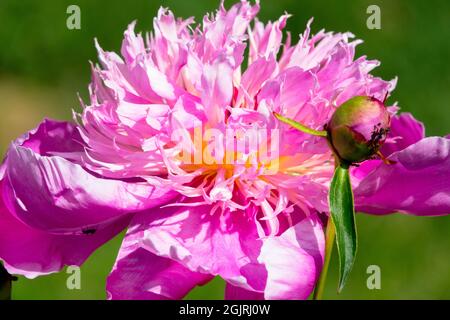 Pink Paeonia lactiflora Flower Stock Photo