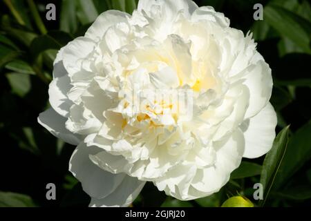 Ivory white peony flower Peony 'Mrs Edward Harding' Head Stock Photo