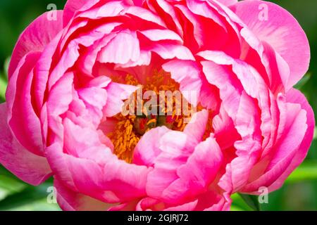 Beautiful Peony flower pink Paeonia lactiflora 'Coral Charm' Stock Photo