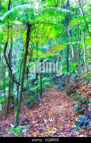 Dirt walking track deep in evergreen rainforest of Dorrigo national park - ancient Gondwana reserve. Stock Photo