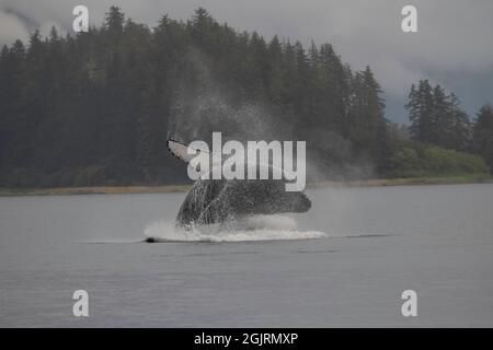 Humpback Whale, Baranof Island, Alaska Stock Photo