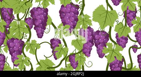 Purple red grape bunches on the vine. Close up. Branches with berries on a dense bush. Isolated on white background. Young vineyard. Sweet autumn Stock Vector