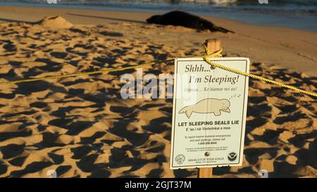 Endangered Hawaiian monk seal resting on Poipu Beach in Kauai Stock Photo