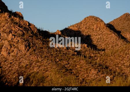 Rocks Scattered Among the Saguaro Cacti in the Sonoran Desert Stock Photo