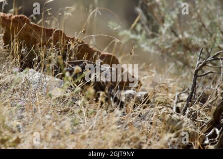 Lizards at Smith Rock, Oregon Stock Photo