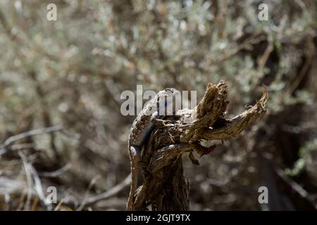 Lizards at Smith Rock, Oregon Stock Photo