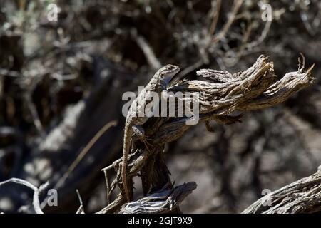 Lizards at Smith Rock, Oregon Stock Photo