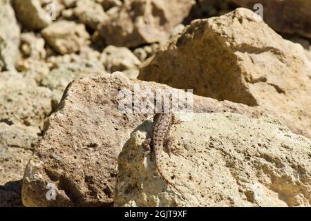 Lizards at Smith Rock, Oregon Stock Photo